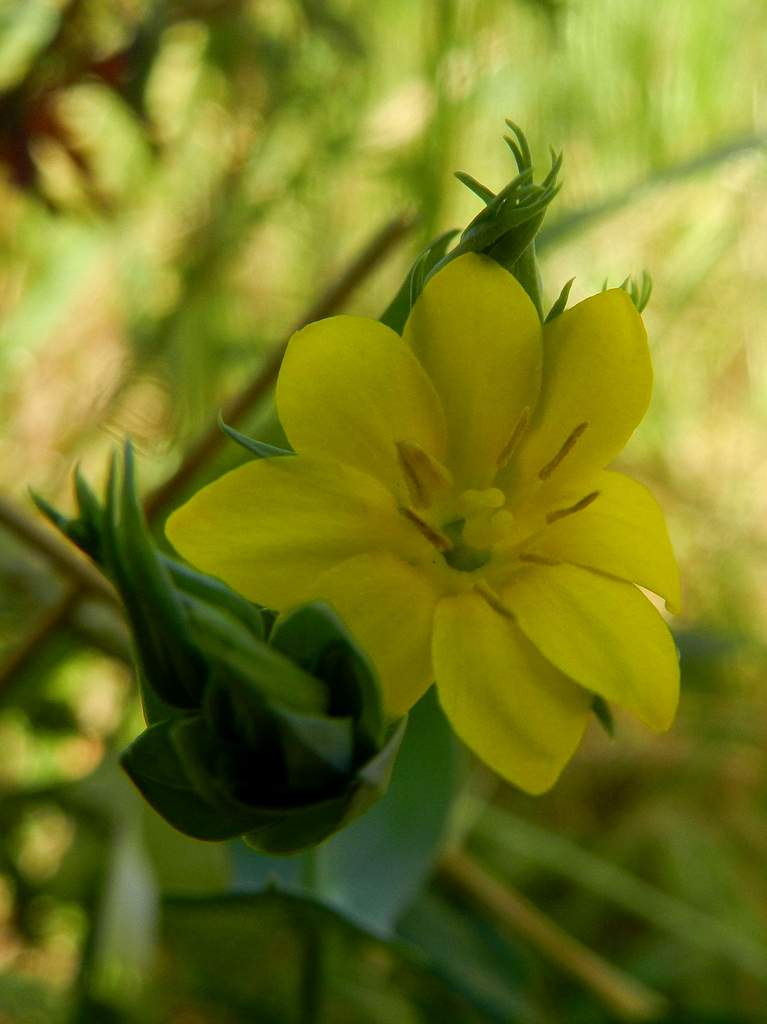 Blackstonia perfoliata.